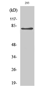 1 - Adducin β Polyclonal Antibody AP68309
