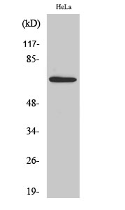 1 - AIFL Polyclonal Antibody AP68331