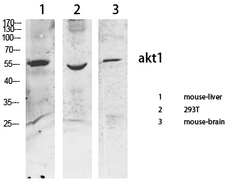 1 - Akt Polyclonal Antibody AP68368