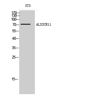 1 - ALS2CR11 Polyclonal Antibody AP68385
