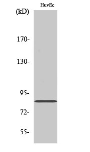 1 - ALS2CR8 Polyclonal Antibody AP68389