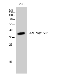1 - AMPKγ1/2/3 Polyclonal Antibody AP68404