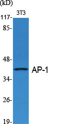1 - AP-1/Jun D Polyclonal Antibody AP68429