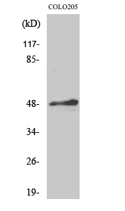 1 - AP-2α/β Polyclonal Antibody AP68436