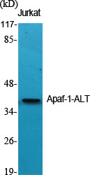 1 - Apaf-1-ALT Polyclonal Antibody AP68438