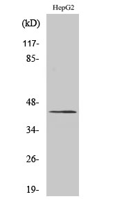 1 - APBA2BP Polyclonal Antibody AP68439