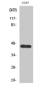1 - APOBEC3D/F Polyclonal Antibody AP68454