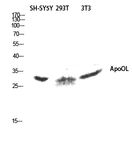 1 - ApoOL Polyclonal Antibody AP68465