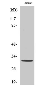 1 - AQP12 Polyclonal Antibody AP68472