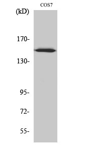 1 - ARHGEF10 Polyclonal Antibody AP68504