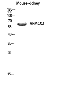 1 - ARMCX2 Polyclonal Antibody AP68515