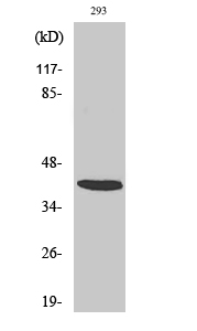 1 - ARRDC2 Polyclonal Antibody AP68522
