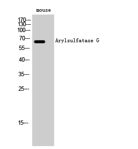 1 - Arylsulfatase G Polyclonal Antibody AP68534