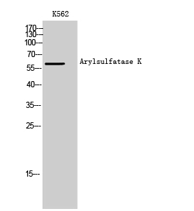 1 - Arylsulfatase K Polyclonal Antibody AP68536