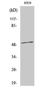 1 - AR-β1 Polyclonal Antibody AP68542