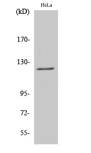 1 - Atrophin-1 Polyclonal Antibody AP68602