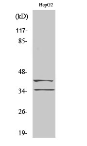 1 - AurB/C Polyclonal Antibody AP68604