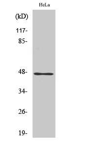 1 - AW-1 Polyclonal Antibody AP68608