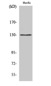 1 - AZI1 Polyclonal Antibody AP68611