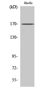 1 - BAF170 Polyclonal Antibody AP68620