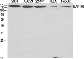 1 - BAF170 Polyclonal Antibody AP68620