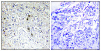 14 - B-ATF Polyclonal Antibody AP68637