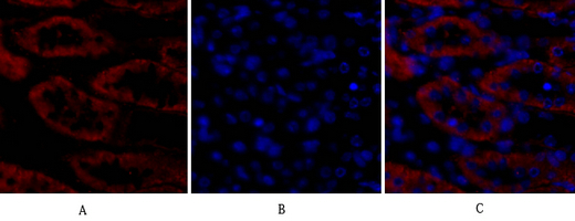 14 - Bax Polyclonal Antibody AP68638