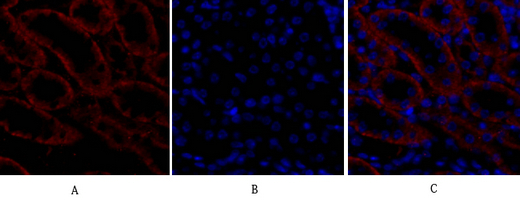 14 - Bax Polyclonal Antibody AP68638