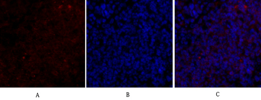 14 - Bax Polyclonal Antibody AP68638