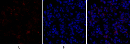 14 - Bax Polyclonal Antibody AP68638