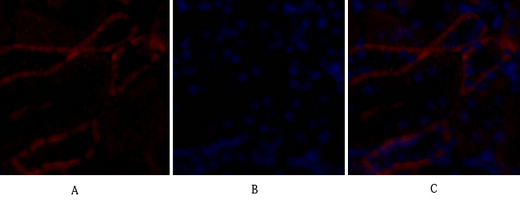 1 - Bax Polyclonal Antibody AP68638