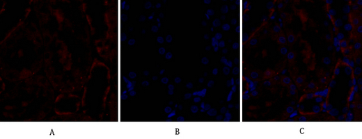14 - Bax Polyclonal Antibody AP68638