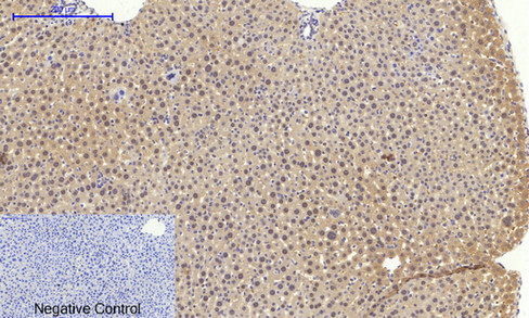 14 - Bax Polyclonal Antibody AP68638