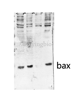 1 - Bax Polyclonal Antibody AP68638