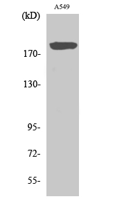 1 - BIG2 Polyclonal Antibody AP68672