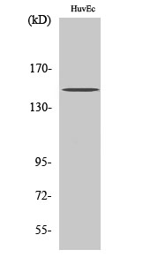 1 - BRCAA1 Polyclonal Antibody AP68704