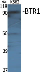 1 - BTR1 Polyclonal Antibody AP68728