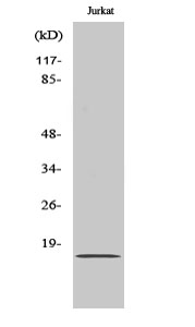 1 - BUD31 Polyclonal Antibody AP68733