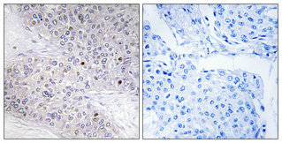14 - C/EBP γ Polyclonal Antibody AP68738
