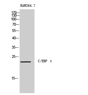 1 - C/EBP γ Polyclonal Antibody AP68738