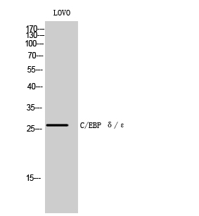 1 - C/EBP δ/ε Polyclonal Antibody AP68739