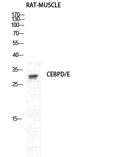1 - C/EBP δ/ε Polyclonal Antibody AP68739