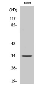 1 - C/EBP ε Polyclonal Antibody AP68741