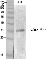 1 - C/EBP ε Polyclonal Antibody AP68741