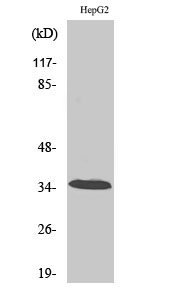 1 - CA XIII Polyclonal Antibody AP68764