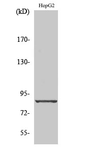 1 - Cadherin-19 Polyclonal Antibody AP68779