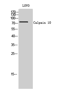1 - Calpain 10 Polyclonal Antibody AP68797
