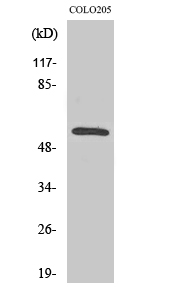 1 - CaMKIIβ/γ Polyclonal Antibody AP68808