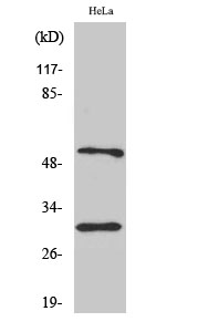 1 - Caspase-10 B/C Polyclonal Antibody AP68836