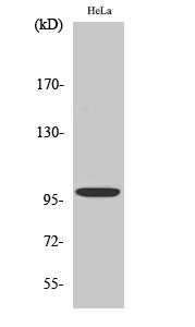 1 - Catenin-α E/N Polyclonal Antibody AP68852